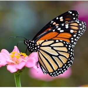 Meet your Posher, Judith